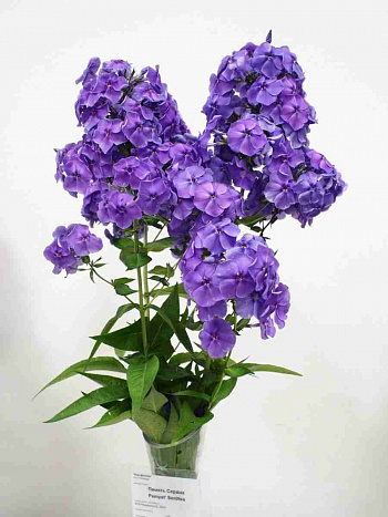 Флокс метельчатый Память Сердца