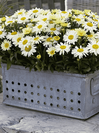 Нивяник наибольший Lacreme