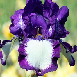 Ирис бородатый Гилвей