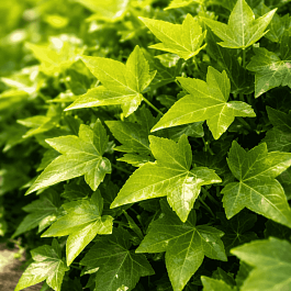 Плющ обыкновенный Shamrock