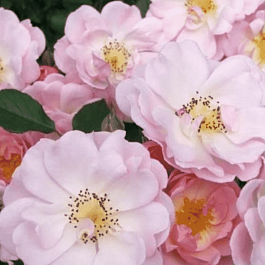 Роза Кустовая Jean Stephenn