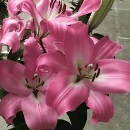 Лилия Tabledance