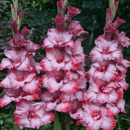 Гладиолус Greyhound