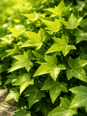 Плющ обыкновенный Shamrock