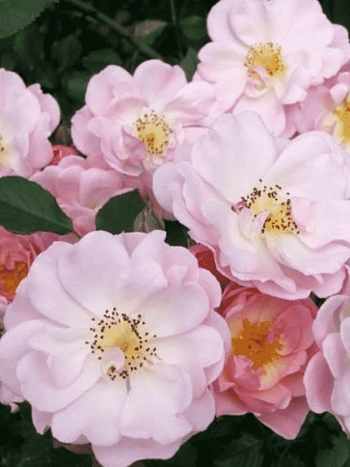 Роза Кустовая Jean Stephenn