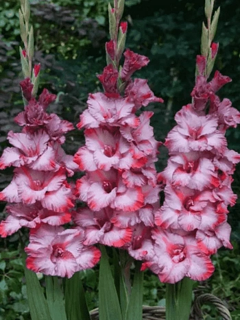 Гладиолус Greyhound