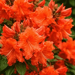 Азалия гибридная  Bakkarat