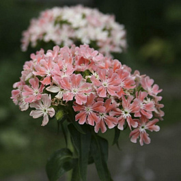 Лихнис халцедонский Карнеа