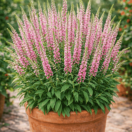 Вероника колосистая Anniversary New Rose