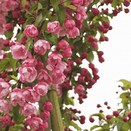 Яблоня декоративная Van Eseltine