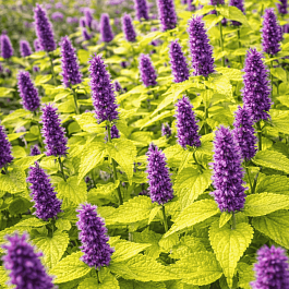 Агастахис анисовый Золотой Юбилей