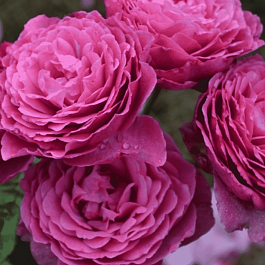 Роза кустовая Ventilo