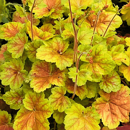 Гейхера Miracle