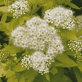 Спирея японская White Gold