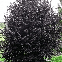 Черемуха неубиенная