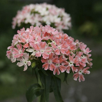Лихнис халцедонский Карнеа