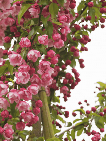 Яблоня декоративная Van Eseltine