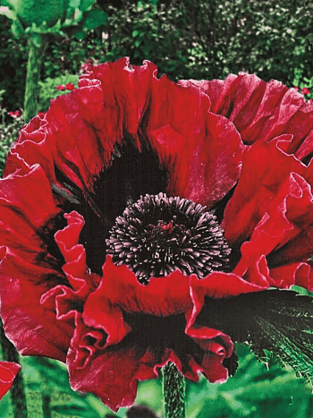 Мак восточный Harlem