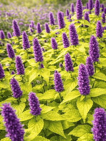 Агастахис анисовый Золотой Юбилей