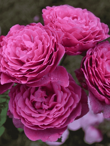 Роза кустовая Ventilo