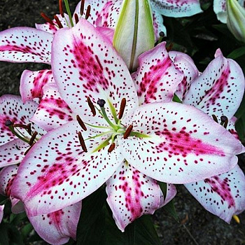 Лилия восточная Солюшн НАБОР 2ШТ (2+2)