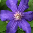 Клематис гибридный The President
