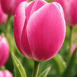 Тюльпан триумф Jumbo Pink
