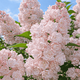 Сирень обыкновенная Красавица Москвы