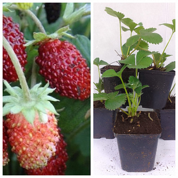 Земляника садовая Александрия НАБОР 5ШТ