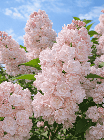 Сирень обыкновенная Красавица Москвы