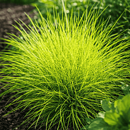 Щучка извилистая Tatra Gold