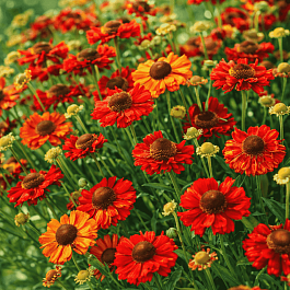 Гелениум осенний Hot Lava