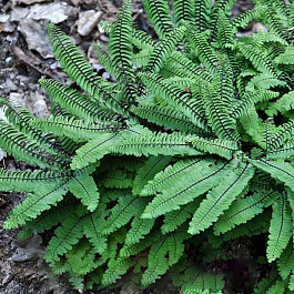 Адиантум стоповидный