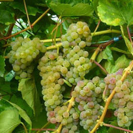 Виноград плодовый Фабел