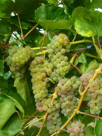 Виноград плодовый Фабел