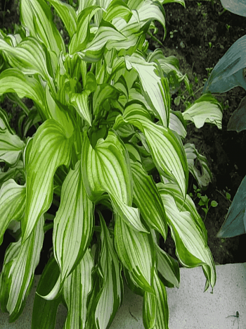 Хоста Twisted Spearmint