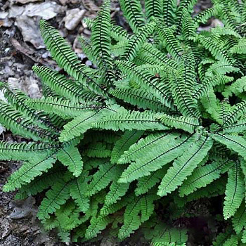 Адиантум стоповидный