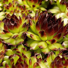 Молодило гибридное Black Top