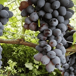 Виноград культурный Юпитер