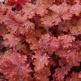 Гейхера Peach Сrisp