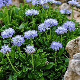 Глобулярия точечная