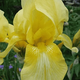 Ирис германский Maui Moonlight