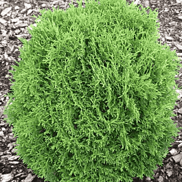 Туя западная Hoseri