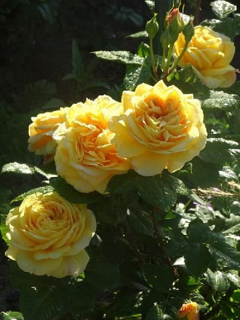 Роза  Английская Кустовая 100 IDEES JARDIN