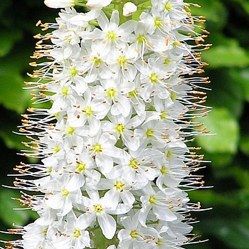 Эремурус гибридный Шелфорд