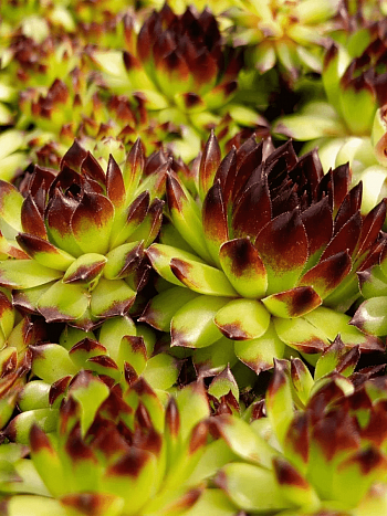 Молодило гибридное Black Top