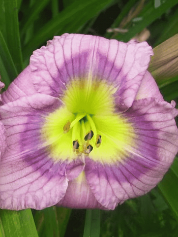 Лилейник Siloam New Toy