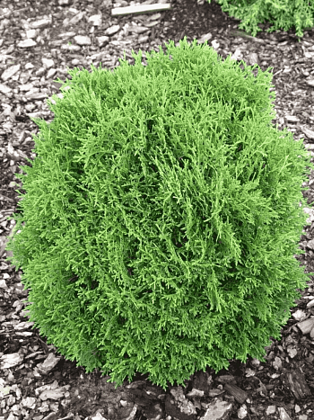 Туя западная Hoseri