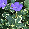 Барвинок малый Atropurpurea