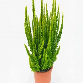 Вереск обыкновенный Barcelona